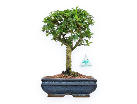 Carmona Macrophylla - Pianta del tè - 32 cm