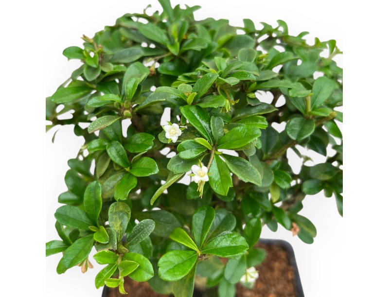 Carmona Macrophylla - Pianta del tè - 32 cm