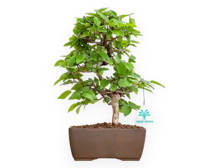 Carpinus Turczaninovii - Hornbeam - 29 cm
