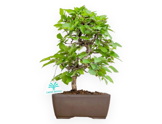 Carpinus Turczaninovii - Charme - 29 cm