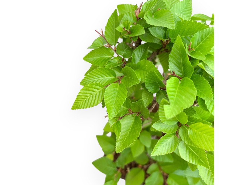 Carpinus Turczaninovii - Hainbuche - 29 cm