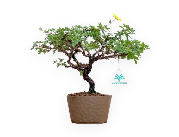 Potentilla Fruticosa - 27 cm