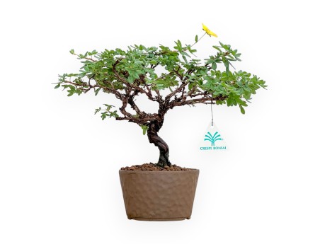Potentilla Fruticosa - 27 cm