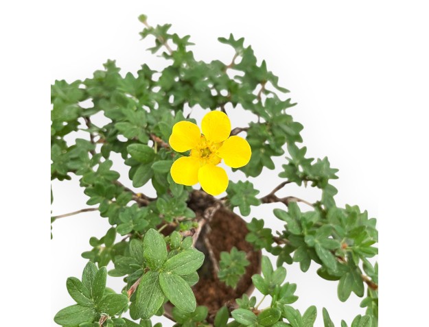 Potentilla Fruticosa - 27 cm 2