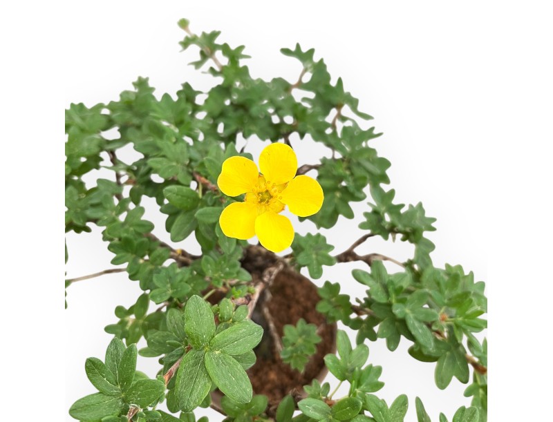 Potentilla Fruticosa - 27 cm