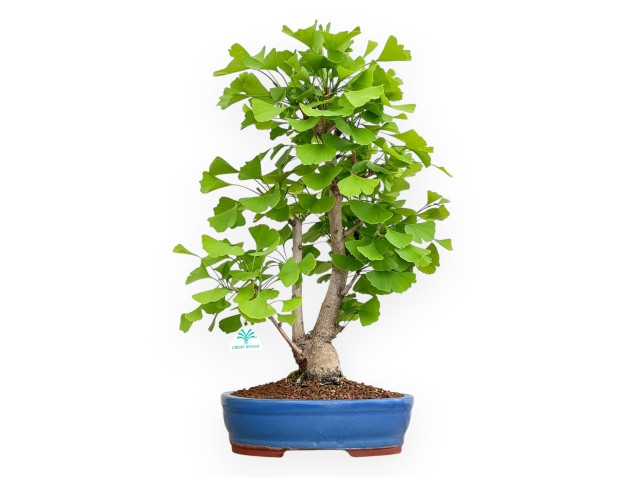 Ginkgo Biloba - 57 cm