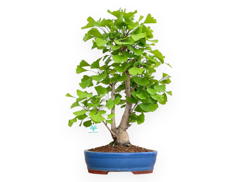 Ginkgo Biloba - 57 cm