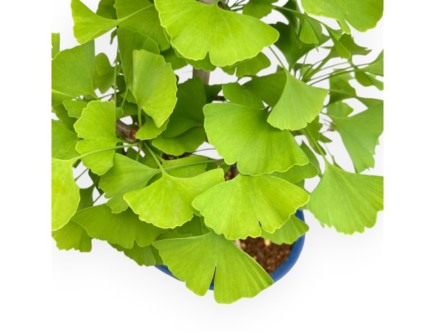 Ginkgo Biloba - 57 cm 2
