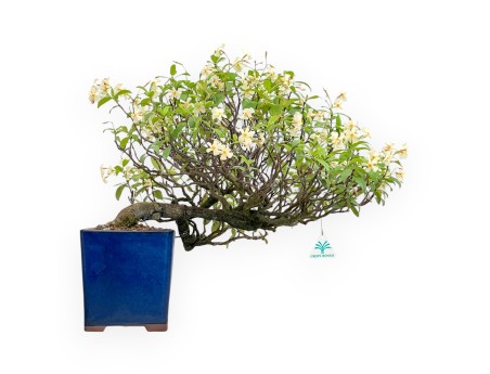Trachelospermum Asiaticum - Faux Jasmine - 46 cm