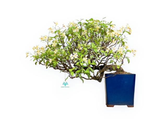Trachelospermum Asiaticum - Asiatic Jasmine - 46 cm