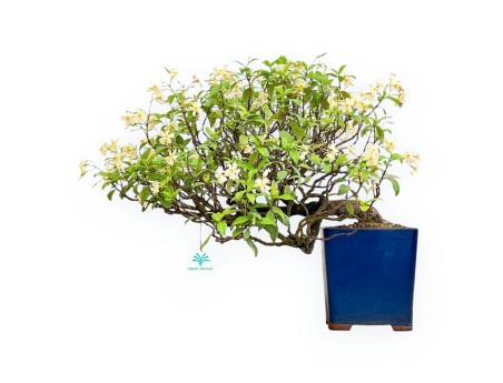 Trachelospermum Asiaticum - Gelsomino Orientale - 46 cm