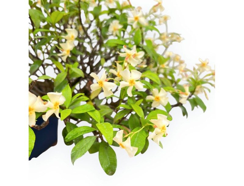 Trachelospermum Asiaticum - Asiatic Jasmine - 46 cm