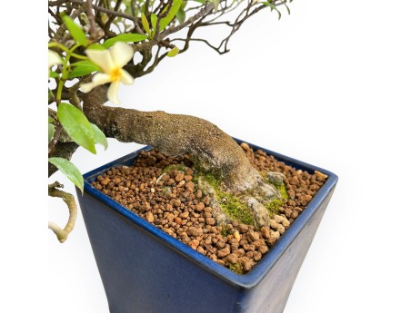Trachelospermum Asiaticum - Faux Jasmine - 46 cm
