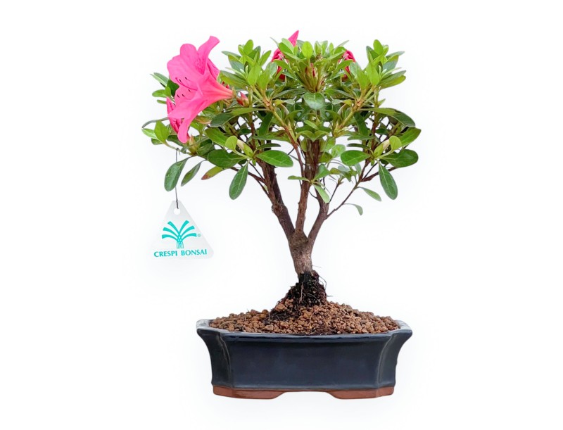 Rhododendron Indicum - Azalea - 25 cm