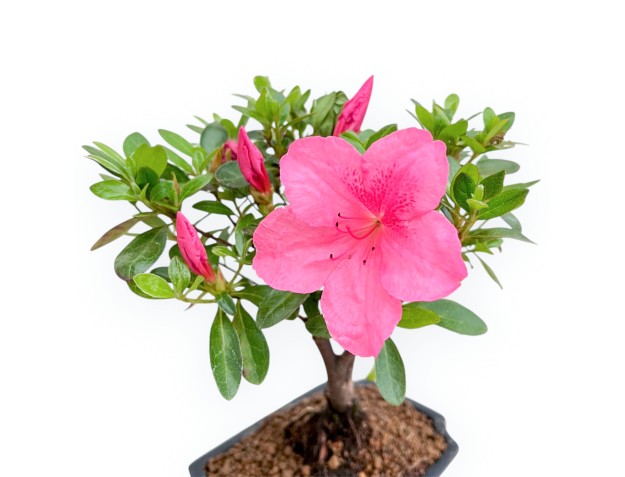 Rhododendron Indicum - Azalée - 25 cm 2