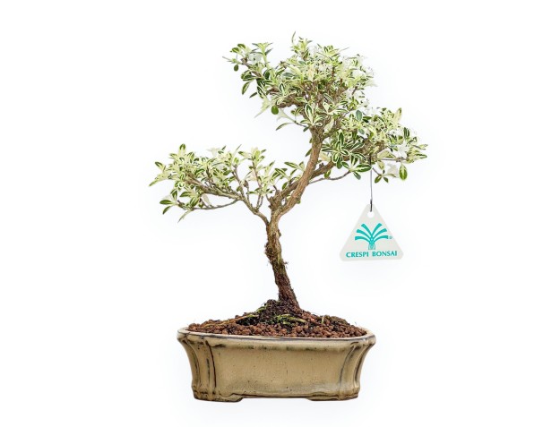 Serissa Foetida Variegata - Serissa - 27 cm