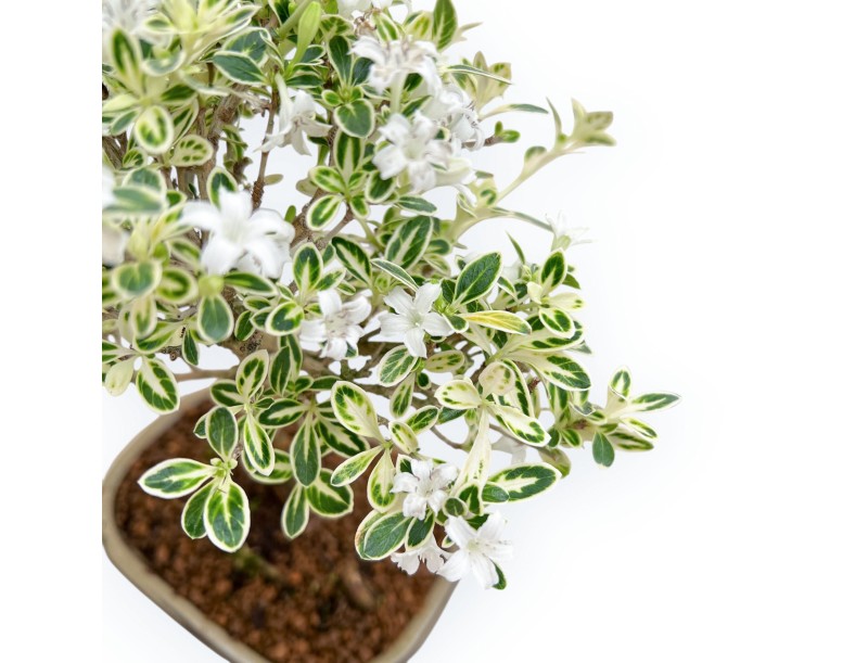 Serissa Foetida Variegata - Serissa - 27 cm