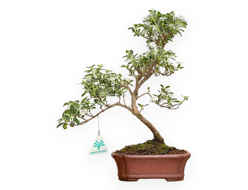 Serissa Foetida Variegata - Serissa - 33 cm