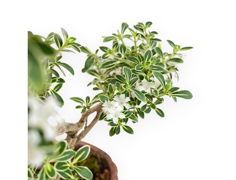 Serissa Foetida Variegata - Serissa - 33 cm