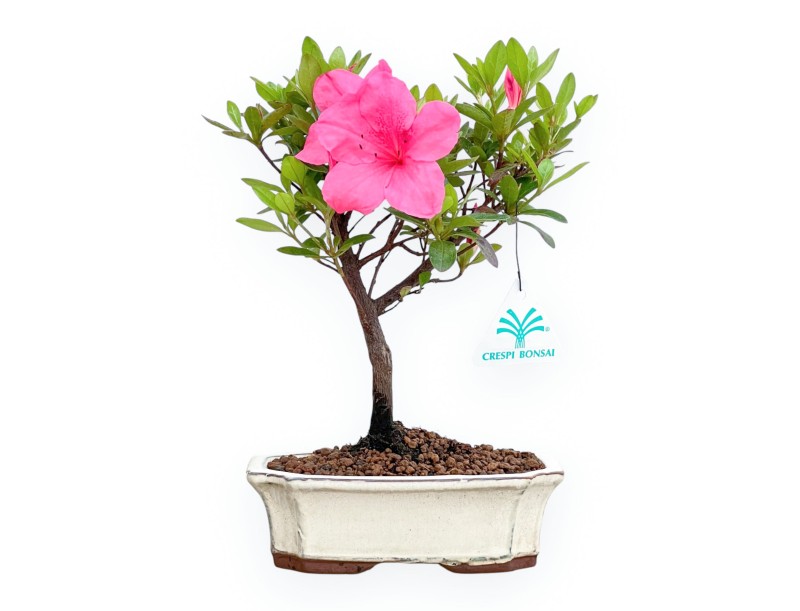 Rhododendron Indicum - Azalea - 25 cm