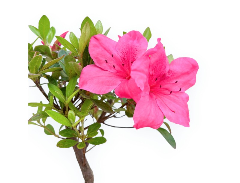 Rhododendron Indicum - Azalée - 25 cm