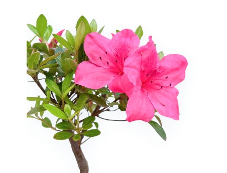 Rhododendron Indicum - Azalée - 25 cm