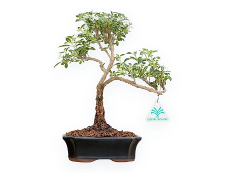 Serissa Foetida Variegata - Serissa - 30 cm