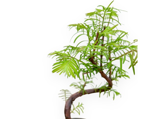 Metasequoia - 29 cm 2