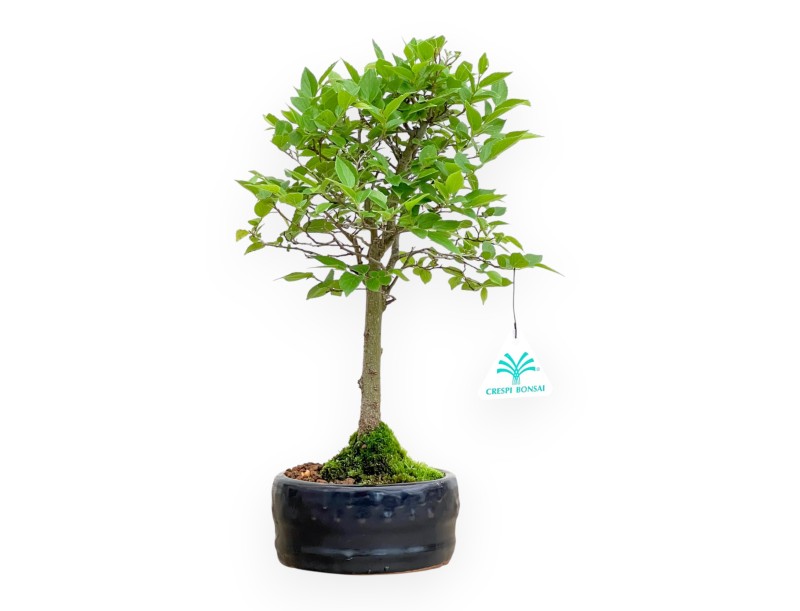 Celtis Australis - Bagolaro - 32 cm