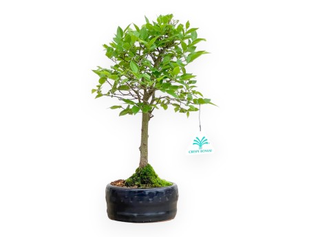 Celtis Australis - Micocoulier de Fabregnier - 32 cm