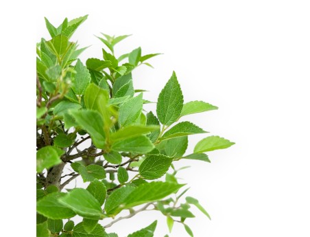 Celtis Australis - Bagolaro - 32 cm