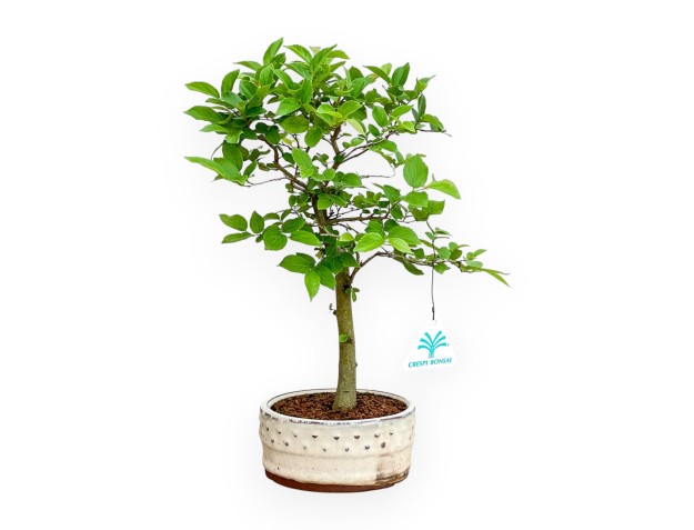 Celtis Australis - Micocoulier de Fabregnier - 32 cm