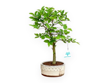 Celtis Australis - Micocoulier de Fabregnier - 32 cm