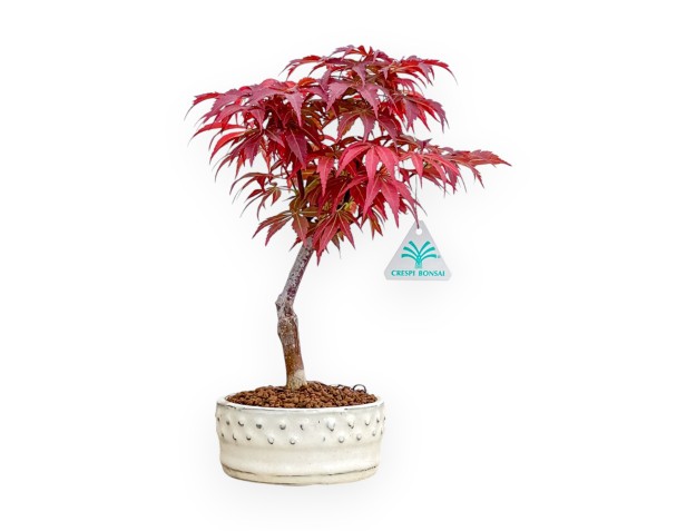Acer Palmatum Nomura - Érable - 30 cm