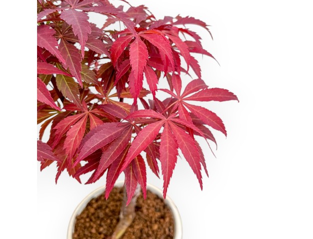 Acer Palmatum Nomura - Ahorne - 30 cm 2