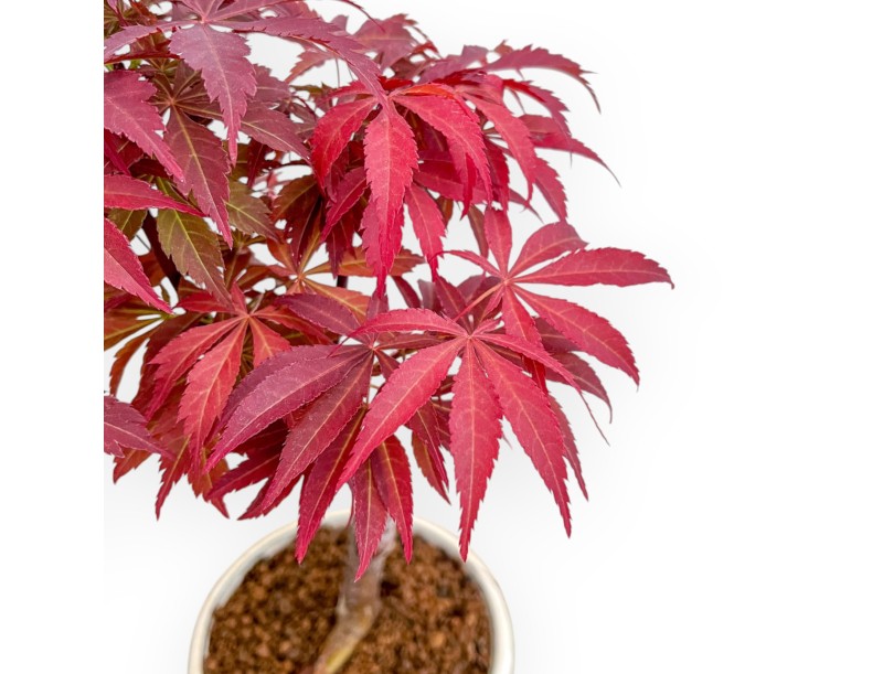 Acer Palmatum Nomura - Érable - 30 cm