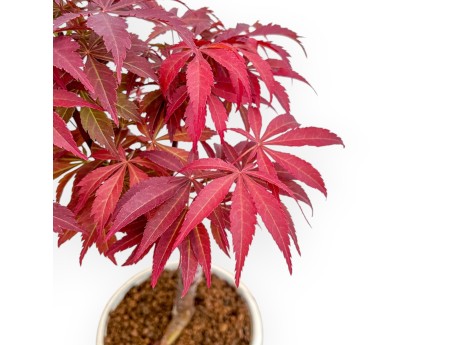 Acer Palmatum Nomura - Acero - 30 cm