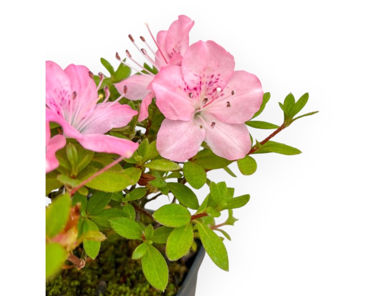Rhododendron Indicum - Azalée - 17 cm