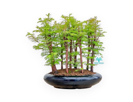 Metasequoia - 33 cm
