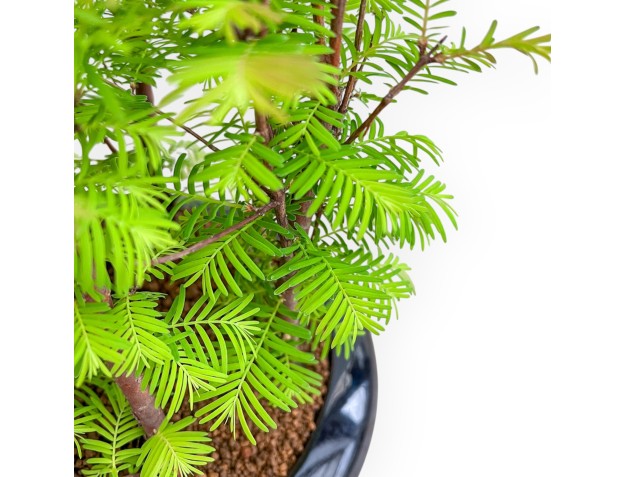 Metasequoia - 33 cm 2
