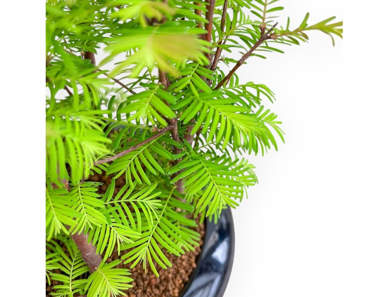Metasequoia - 33 cm