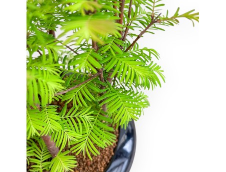 Metasequoia - 33 cm