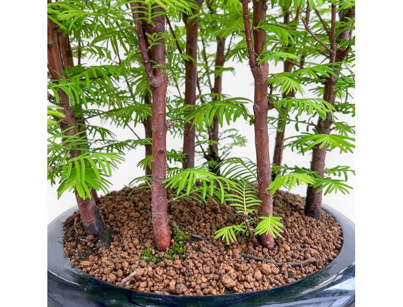 Metasequoia - 33 cm