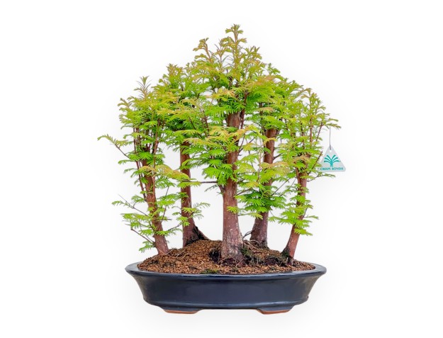 Metasequoia - 49 cm