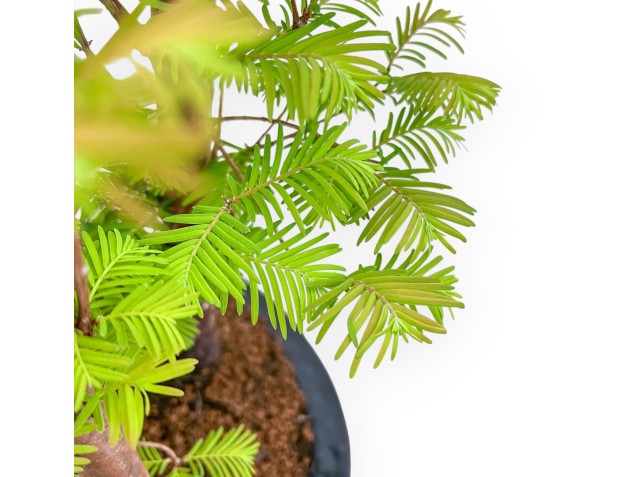 Metasequoia - 49 cm 2