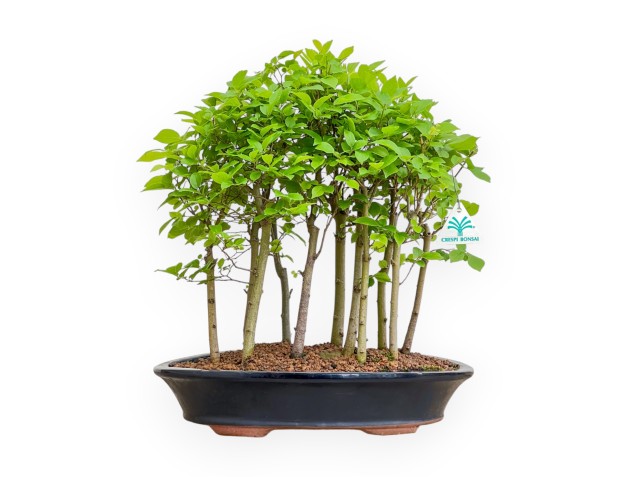 Celtis Australis - Micocoulier de Fabregnier - 43 cm