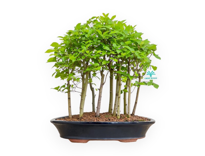 Celtis Australis - Bagolaro - 43 cm
