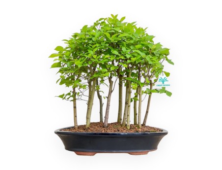 Celtis Australis - Bagolaro - 43 cm