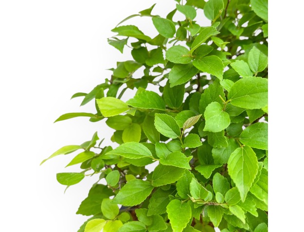 Celtis Australis - Bagolaro - 43 cm 2