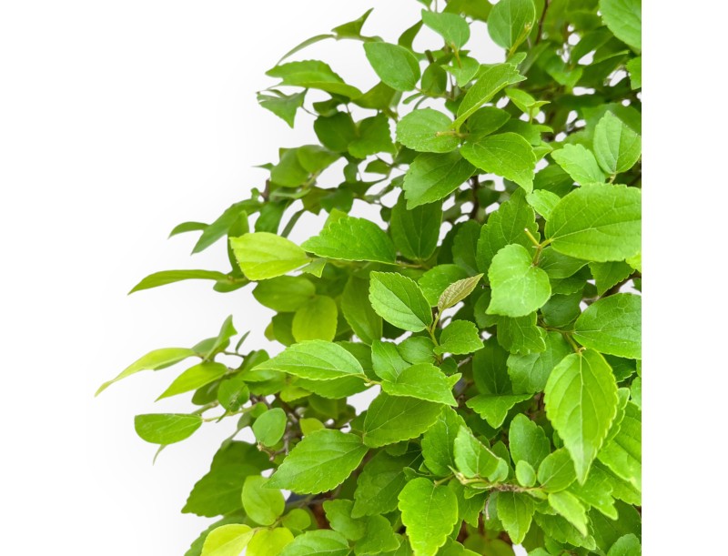 Celtis Australis - Micocoulier de Fabregnier - 43 cm